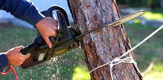 Best Seasonal Cleanup (Spring/Fall)  in Downey, CA