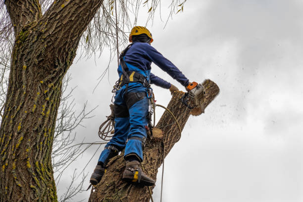Best Storm Damage Tree Cleanup  in Downey, CA