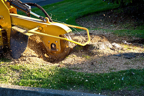 Best Tree Removal  in Downey, CA