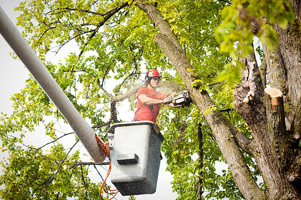 Best Arborist Consultation Services  in Downey, CA